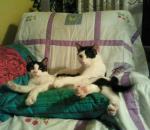 lois y misi